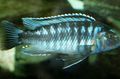 Striped Johanni Cichlid Aquarium Fish, Photo and characteristics