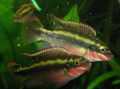 Motley Kribensis, Krib Aquarium Fish, Photo and characteristics