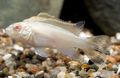 White Kribensis, Krib Aquarium Fish, Photo and characteristics