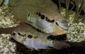 Oval Zierfische Krobia Itanyi kümmern und Merkmale, Foto