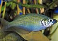 Silber Wanam-Regenbogenfisch, , Foto und Merkmale