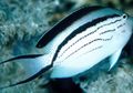 Gestreift Lamarcks Kaiserfische, Foto und Merkmale