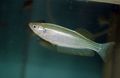 Elongated Aquarium Fish Lamprichthys care and characteristics, Photo