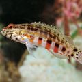 Striped Lantern Bass Aquarium Fish, Photo and characteristics