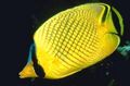 Oval Latticed Butterflyfish care and characteristics, Photo