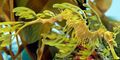 Yellow Leafy seadragon Aquarium Fish, Photo and characteristics