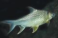 Silver Lemon Fin Barb Aquarium Fish, Photo and characteristics