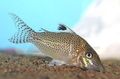 Spotted Leopard Cory Aquarium Fish, Photo and characteristics