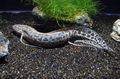 Spotted Leopard Lungfish, Photo and characteristics