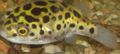 Oval Zierfische Leoparden Puffer kümmern und Merkmale, Foto