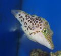 Elongated Aquarium Fish Leopard Puffer care and characteristics, Photo