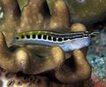 Striped Linear Blenny Aquarium Fish, Photo and characteristics