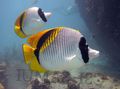 Motley Lined butterflyfish, Photo and characteristics