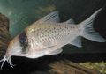 Elongated Long nosed fairy catfish care and characteristics, Photo