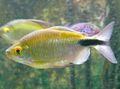 Gold Longfin tetra Aquarium Fish, Photo and characteristics