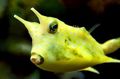 Yellow Longhorn Cowfish, Photo and characteristics