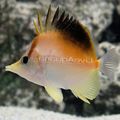 Triangular Longnose Atlantic Butterflyfish care and characteristics, Photo