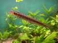 Photo Aquarium Fish Longnose gar description and characteristics