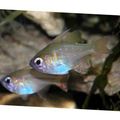 Silver Longspine Cardinalfish, Photo and characteristics