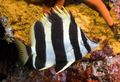 Gestreift Lord Howe Fisch, Foto und Merkmale