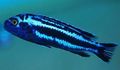 Striped Maingano Cichlid Aquarium Fish, Photo and characteristics