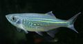 Striped Malabar danio Aquarium Fish, Photo and characteristics