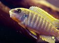 Striped Malawi Dream Aquarium Fish, Photo and characteristics