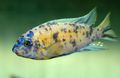 Spotted Malawi Dream Aquarium Fish, Photo and characteristics