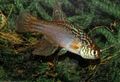 Elongated Aquarium Fish Maratecoara care and characteristics, Photo