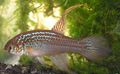 Motley Maratecoara Aquarium Fish, Photo and characteristics