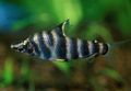 Striped Marbled headstander Aquarium Fish, Photo and characteristics