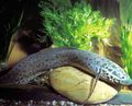 Serpentin Marmoriert Lungenfisch kümmern und Merkmale, Foto