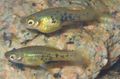 Elongated Aquarium Fish Marbled swordtail care and characteristics, Photo