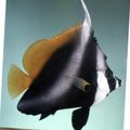 Striped Masked Bannerfish, Phantom bannerfish, Photo and characteristics