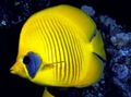 Oval Masked butterfly, Golden butterflyfish, Bluecheek butterflyfish care and characteristics, Photo