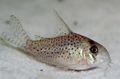 Spotted Masked Cory Aquarium Fish, Photo and characteristics