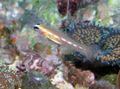 Elongated Aquarium Fish Masked Goby (Glass Goby) care and characteristics, Photo