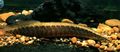 Serpentin Zierfische Mastacembelus Circumcinctus kümmern und Merkmale, Foto