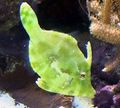 Green Matted Filefish, Photo and characteristics