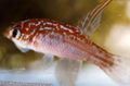Elongated Aquarium Fish Megalebias care and characteristics, Photo
