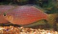 Photo Aquarium Fish Melanotaenia splendida rubrostriata description and characteristics