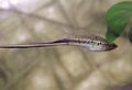 Elongated Aquarium Fish Mexican swordtail, Montezuma swordtail care and characteristics, Photo