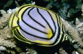 Striped Meyer's Butterfly Aquarium Fish, Photo and characteristics