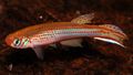 Spotted Micromoema Aquarium Fish, Photo and characteristics