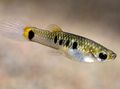 Spotted Micropoecilia Aquarium Fish, Photo and characteristics