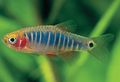 Elongated Aquarium Fish Microrasbora care and characteristics, Photo