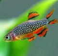 Elongated Aquarium Fish Microrasbora Galaxy care and characteristics, Photo