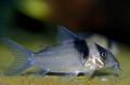 Spotted Miguelito Cory, Sangama Cory Aquarium Fish, Photo and characteristics