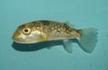 Oval Milk-spotted pufferfish care and characteristics, Photo
