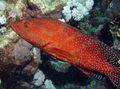 Rot Miniatus Zackenbarsch, Zackenbarsch Korallen Zierfische, Foto und Merkmale